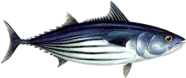  Download Free Png Skipjack Tuna Safe Catch Tuna Aku Png