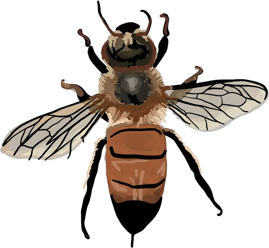  Apis Mellifera Vintage Honey Bee Clipart Full Size Png Apis Mellifera Clip Art Bee Clipart Png