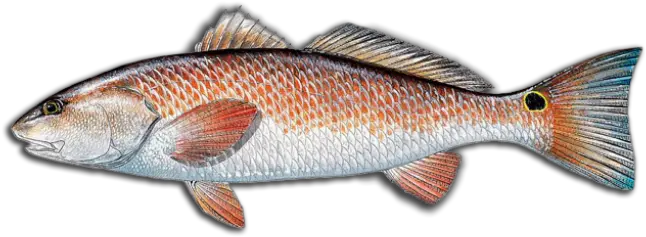  Louisiana Fishing Charters Guides Red Fish Png Dead Fish Icon