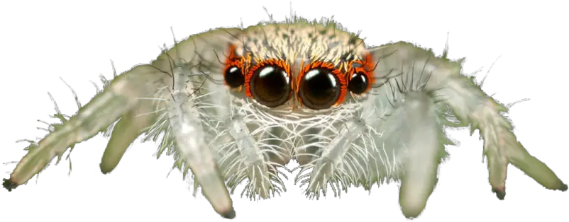  Jumping Spider Transparent Background Jumping Spider Png Spider Transparent