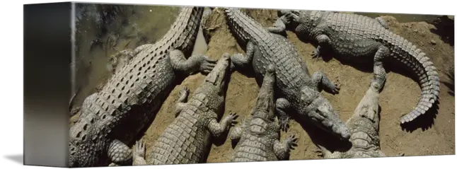  Crocodiles In A Crocodile Farm Victoria Falls Zim By Big Png Crocodile Transparent