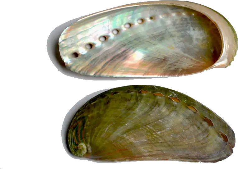  Download Abalone The Shell Is Characterized By An Oyster Bivalvia Png Seashells Png