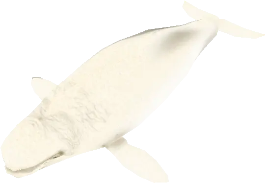  Zoo Tycoon 2 Shark Png Zoo Tycoon 2 Icon