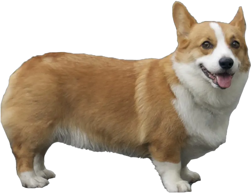  Corgi Png Pic Pembroke Welsh Corgi Png Corgi Png