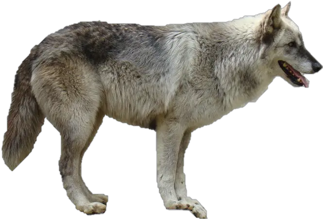  Grey Wolf Transparent Png Wolf Png No Background Wolf Transparent