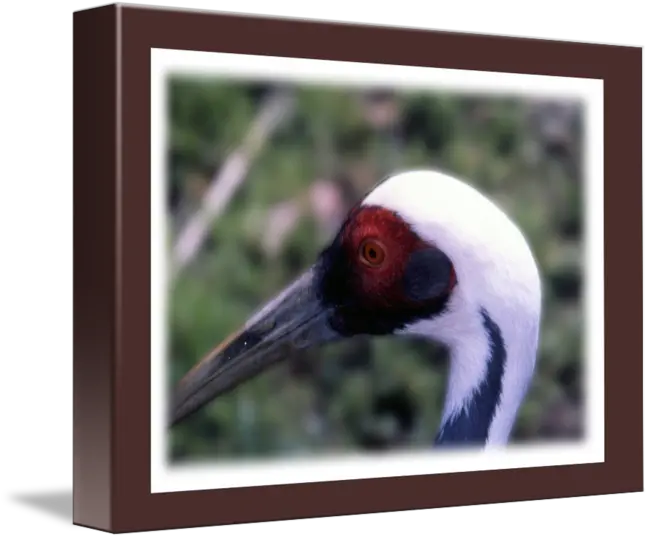  Big Bird By Frank Reginella Picture Frame Png Big Bird Png