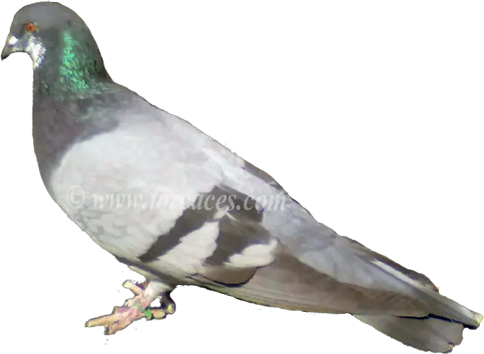  Download La Paloma Ternano Con Barras Palomas Grises Png Paloma Png