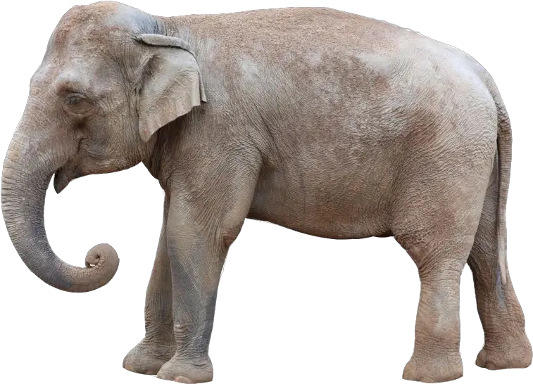  About Asian Elephants Asian Elephant Transparent Png Elephant Transparent