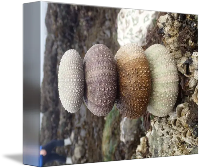  Sea Urchin Shells By Lauren Kitayama Bivalvia Png Sea Urchin Png