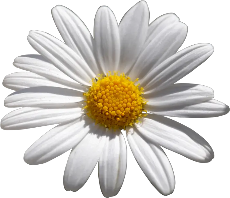  Shasta Daisy African Daisies Shasta Daisy Png Daisy Png