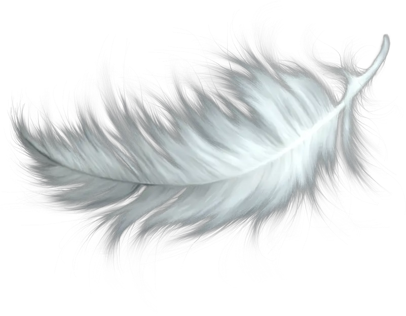  Feather Pen Png Black And White Birds Feather Png Quill Pen Png