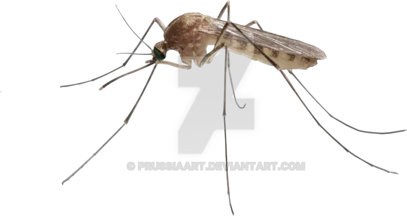  Download Free Png Insect Mosquito Mosquito Transparent Background Mosquito Transparent