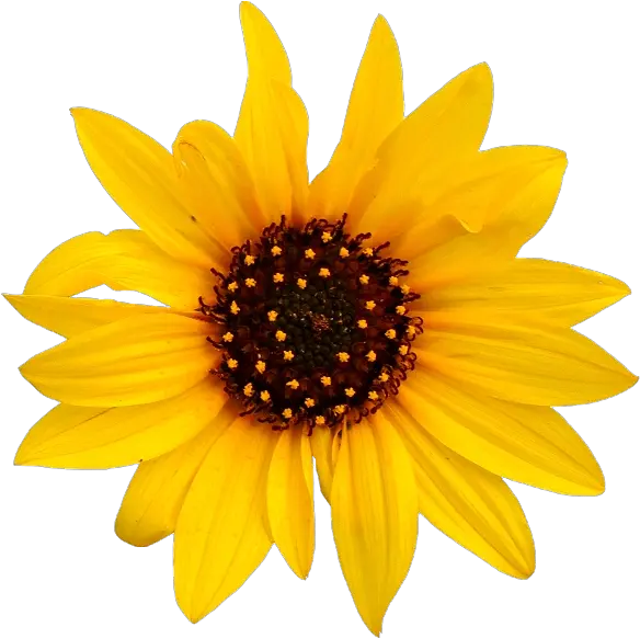  Sunflower Transparent Png Transparent Background Sunflower Transparent Sunflower Png Transparent