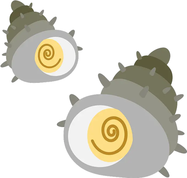  Mollusc Clipart Free Download In Png Or Vector Format Turban