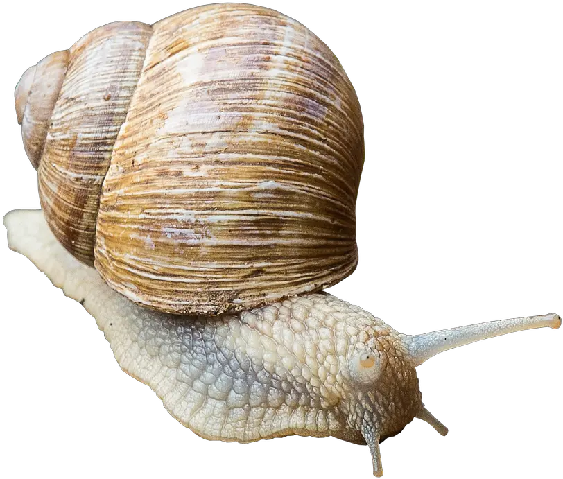  Snail Shell Slowly Free Photo On Pixabay Csiga Png Snail Transparent