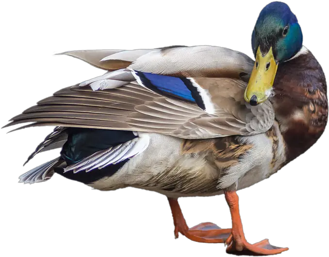  Duck Mallard Drake Transparent Water Bird Png Duck Transparent