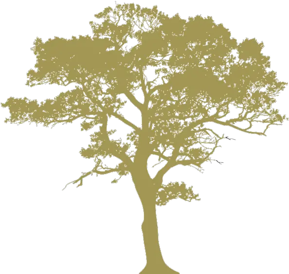  Download Hd Oak Leaf Png Tree Clipart Transparent Background Black And White Tree Silhouette Transparent