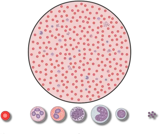  Number Of Red Blood Cells In The Ieti College Of Science And Technology San Pedro Png Blood Drop Transparent