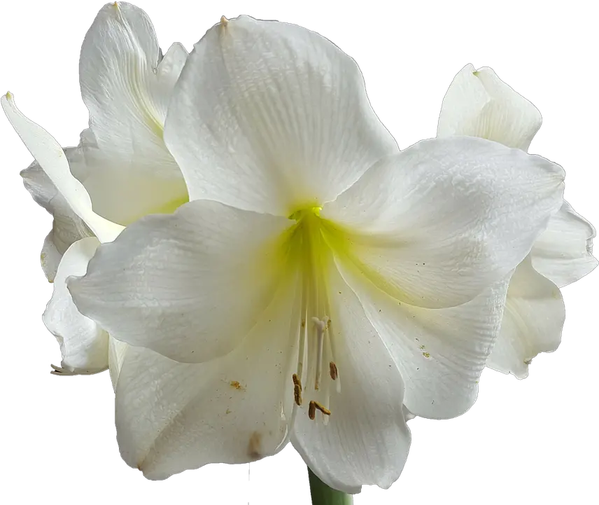  Lilium Png Fiore Bianco Png Lily Transparent Background