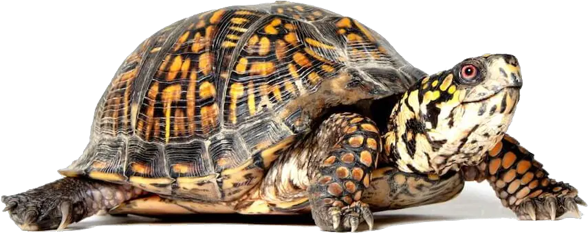  Turtle Tortoise Clip Art Eastern Box Turtle Png Tortoise Png