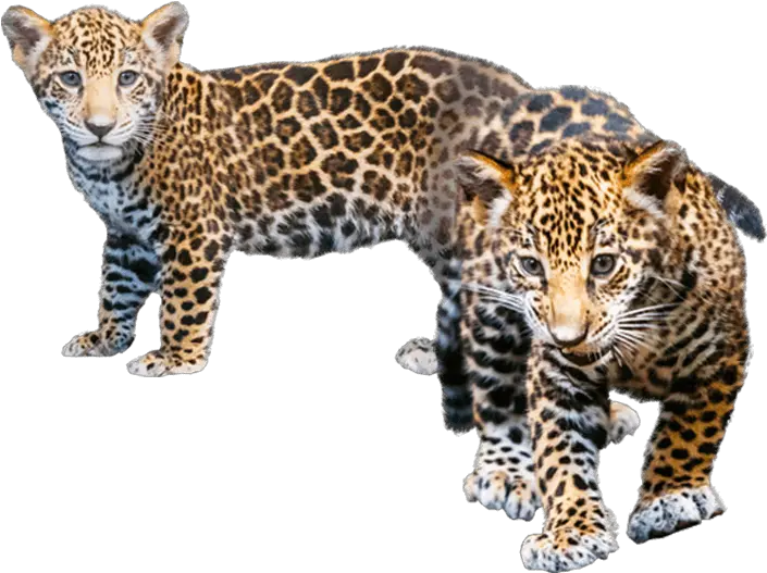  Download Jaguar Transparent Baby Png Transparent Cheetah Cub Png Jaguar Png