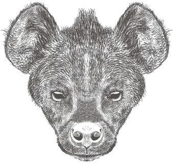  Hyena Illustration Sketch Png Hyena Png