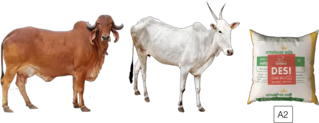  Animal Cowfreepngtransparentbackgroundimagesfree Gir Cow Images Download Png Cow Transparent Background