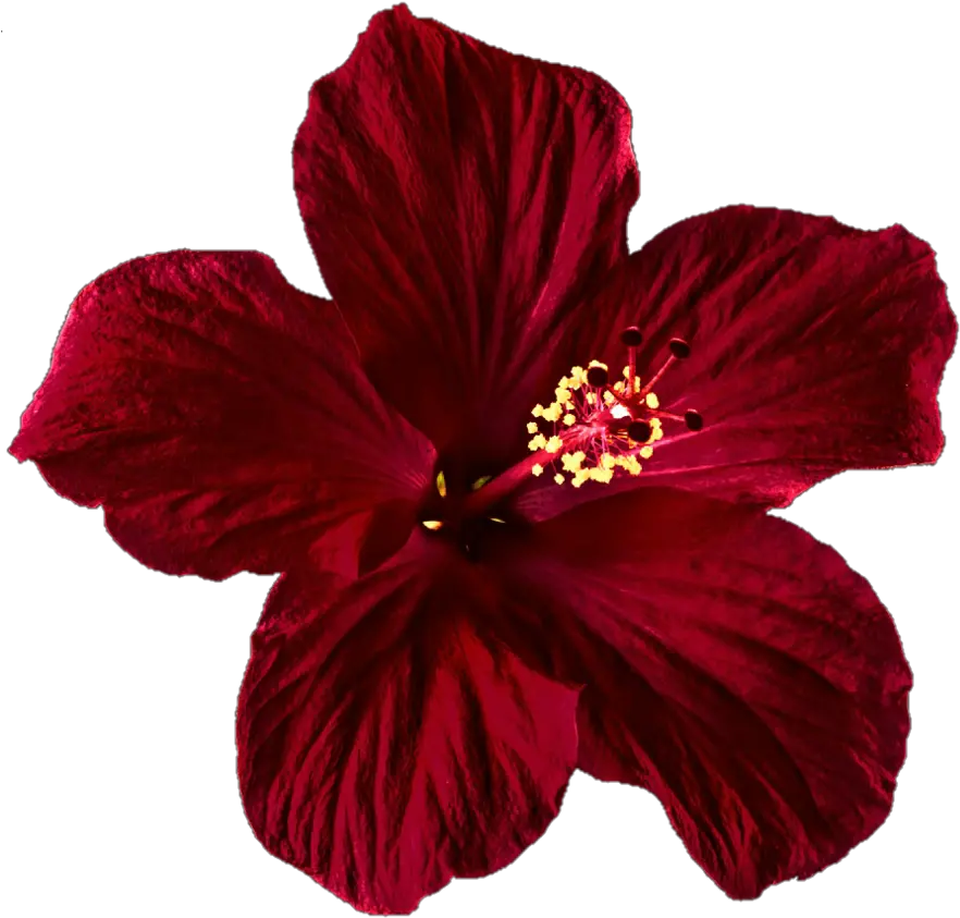  Hibiscus Clipart Png Tumblr Dark Red Hibiscus Flower Hibiscus Flower Png