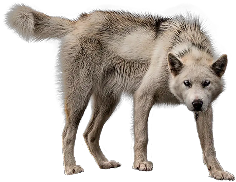  Download Animalmother Wolf Transparent Background Wolf Png Wolf Transparent