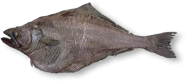  Arrowtooth Flounder Oceanlamb Png