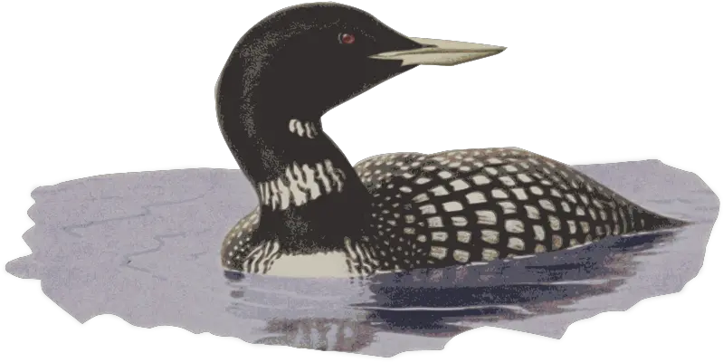  Openclipart Clipping Culture Common Loon Png Loon Icon