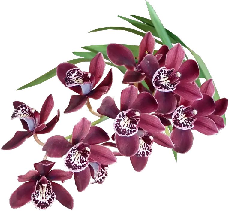  Free Photo Cut Out Orchids Plant Exotic Tropical Flowers Flores Exoticas Png Tropical Flowers Png