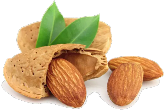  Tree Nuts Processing Equipment Almond Nut Png Peanut Png