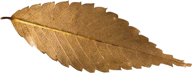  Fall Leaf Transparent Background Free Png