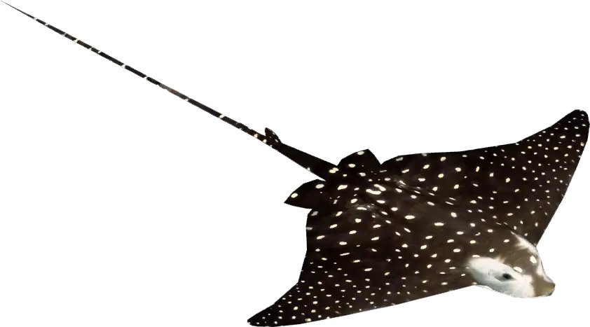  Download Spotted Eagle Ray Png Image With No Background Spotted Eagle Ray Png Ray Png