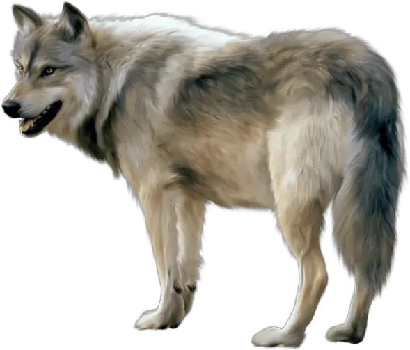  Wolves Transparent Png Images Gray Wolf Png Wolf Transparent Background