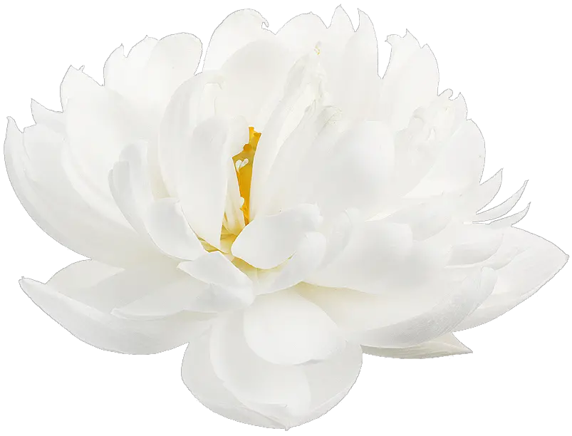  Lotus Flower Transparent White Lotus Flower Png Lotus Transparent