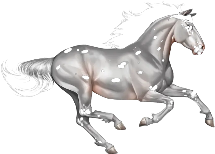  Index Of Imageshorsesmarkings Horses White Background Running Png Leopard Png