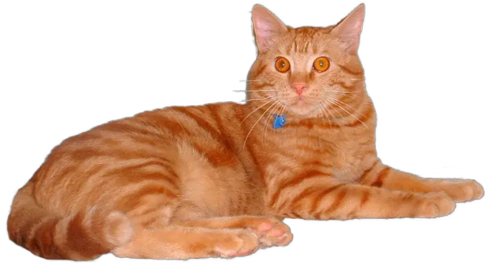  Download Hd Feline Vaccines Orange Tabby Cat Transparent Cat Transparent Background Png Cats Transparent Background