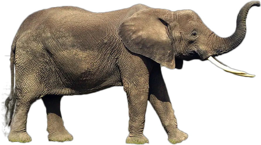  Download Hd Elephant Png Image Indian Elephant Transparent Transparent Elephant Trunk Png Republican Elephant Png