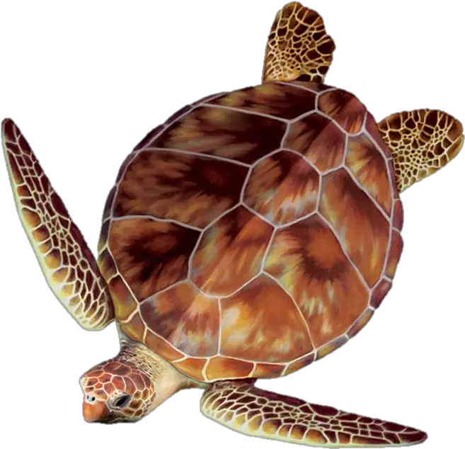  Clipart Turtle Loggerhead Sea Turtle Top View Png Turtle Clipart Png