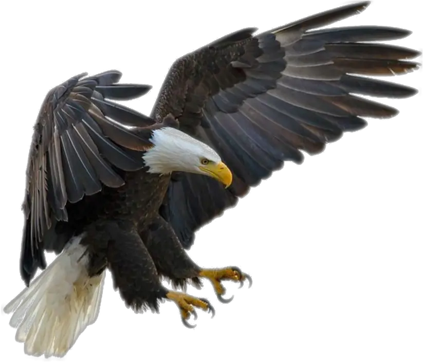  Eagle Flying Png Fly Eagle Png Fly Png