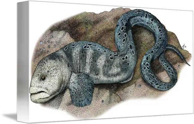  Wolf Eel By Roger Hall Drawing Png Eel Png