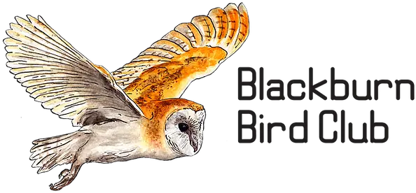  About Barn Owl Png Barn Owl Icon