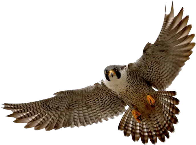  Falcon Png Clipart Mart Peregrine Falcon Transparent Background Captain Falcon Png