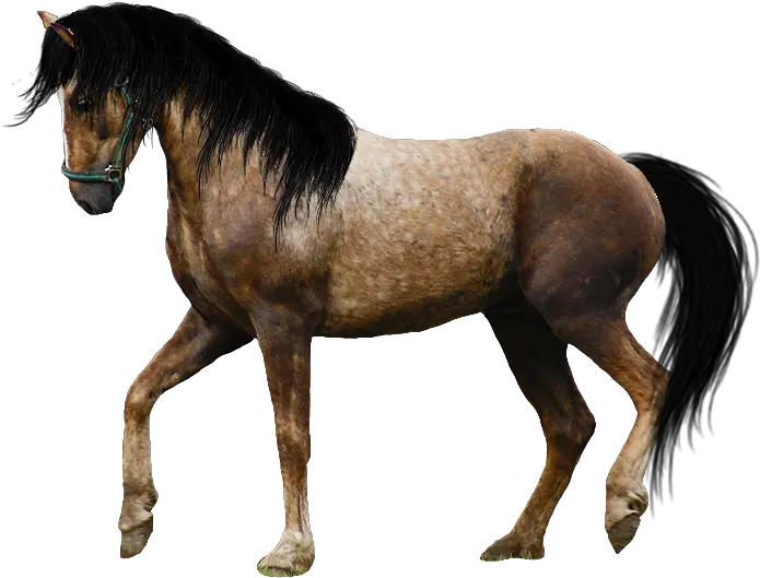  Transparent Horses Real U0026 Png Clipart Free Appaloosa Horse Transparent Background Horse Running Png