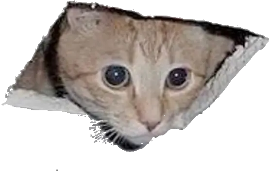  Ceiling Cat Blank Template Imgflip Surveillance Cat Png Cat Meme Icon