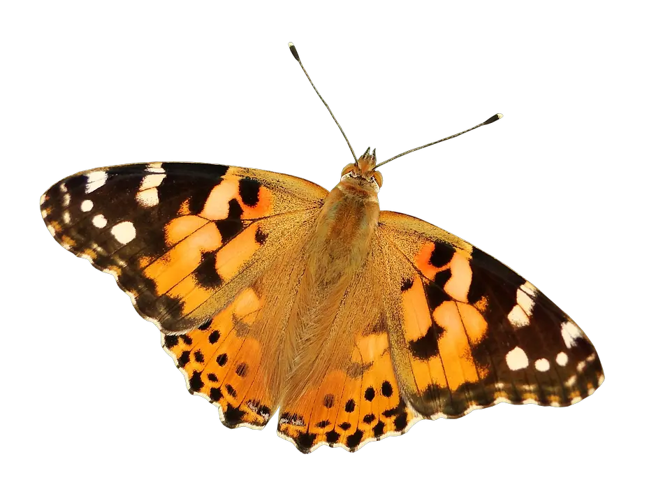  Butterfly Png Free Photo On Pixabay Painted Lady Butterfly Transparent Butterfly Transparent