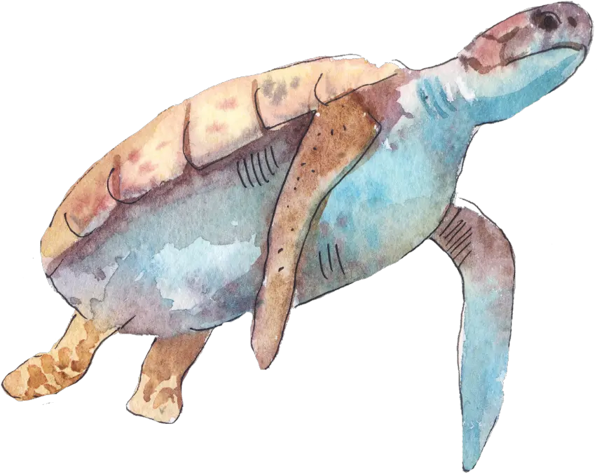  Cartoon Turtle Png Transparent Marinbiology Poster Turtle Png