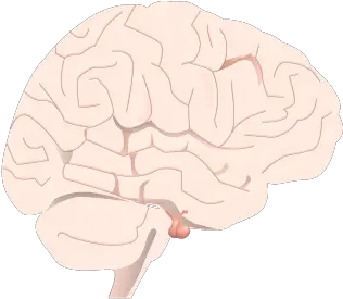  201405 Pituitary Gland In Brain Pituitray Gland Png Brain Png